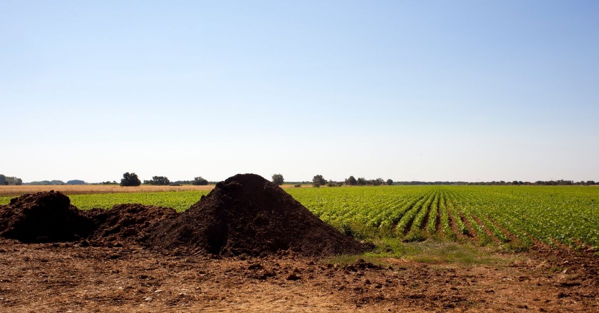 Cow Dung Manure for Plants