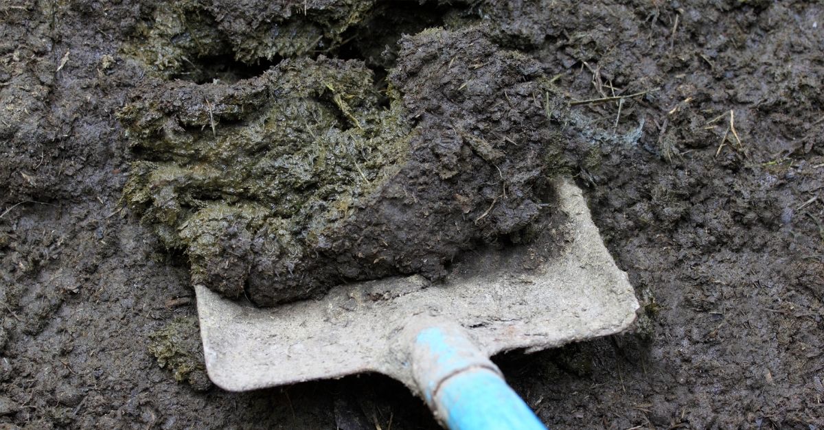 Cow Dung Manure for Plants