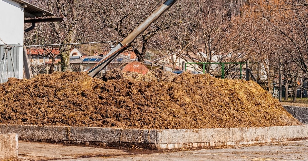 Cow Dung Manure for Plants